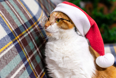 Adorable tricolor cat in a red christmas hat is reading a book. christmas concept