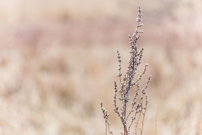 Close-up of dry plant