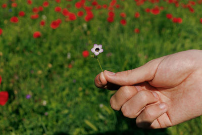 Close-up of hand holding flowers