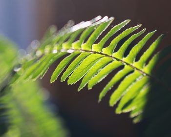 Close-up of fern leaves