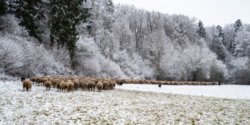 View of sheep on snow covered field