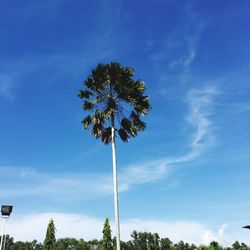 Low angle view of palm trees against blue sky