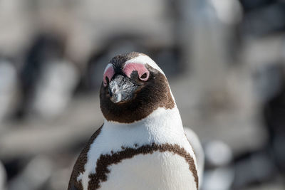 Close-up of a bird looking away