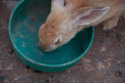 High angle view of cat sleeping in bowl