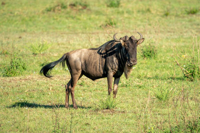 Blue wildebeest stands casting shadow on grass