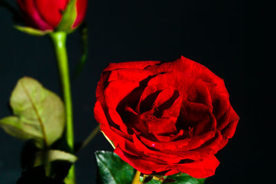 Close-up of red rose against black background