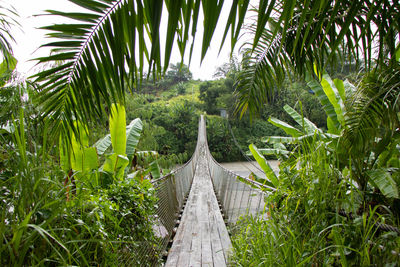 Footpath amidst palm trees