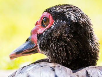 Close-up of bird