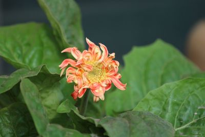 Close-up of red rose flower