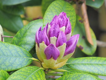 Close-up of purple lotus blooming outdoors