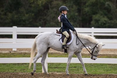 Horse riding horses