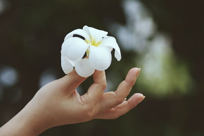 Close-up of person hand holding white flowers