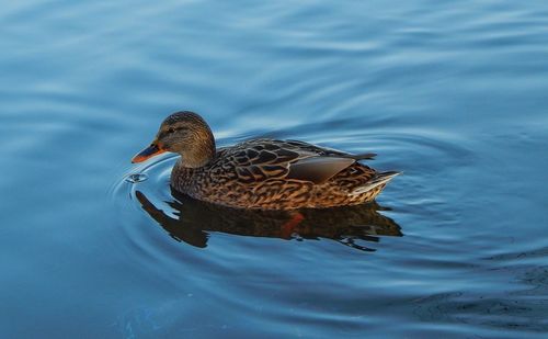 Close-up of duck swimming in pond