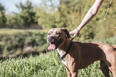 Cropped image of hand touching dog