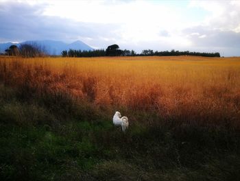 View of a bird on field