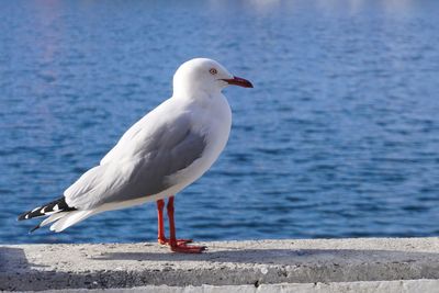 Seagull perching on retaining wall by sea