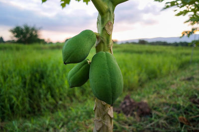 Plant growing on field against sky