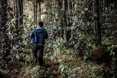 Rear view of man walking in forest