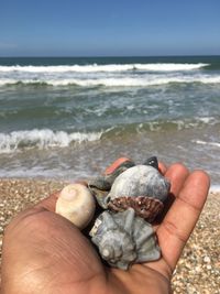 Cropped image of hand holding shells on beach