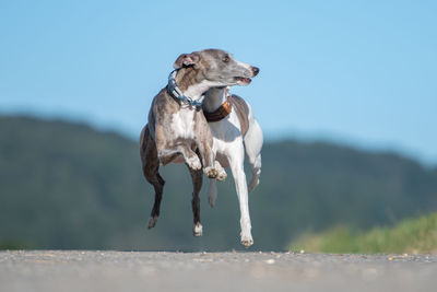 Dogs running on land