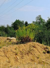 Plants growing on land against sky