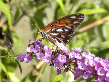 Close-up of butterfly pollinating on flower