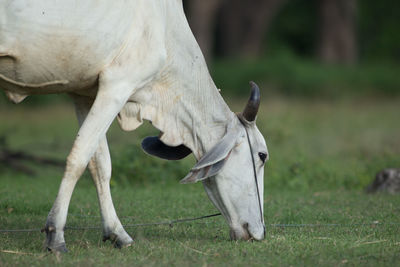 Horse grazing in a field