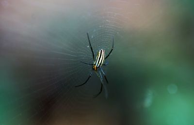 Close-up of spider on web