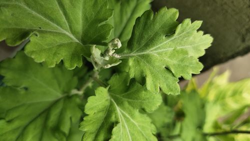 Close-up of green leaves