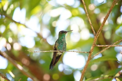 Low angle view of bird perching on branch