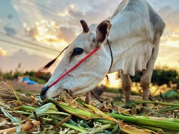 Close-up of a horse on field