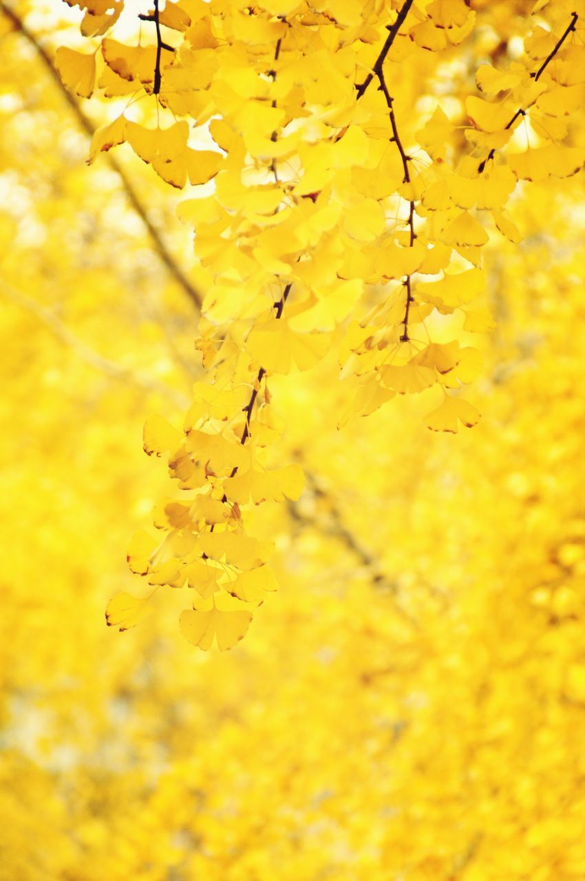 yellow, autumn, full frame, change, backgrounds, season, leaf, close-up, growth, nature, dry, day, branch, orange color, selective focus, no people, outdoors, textured, fragility, tree