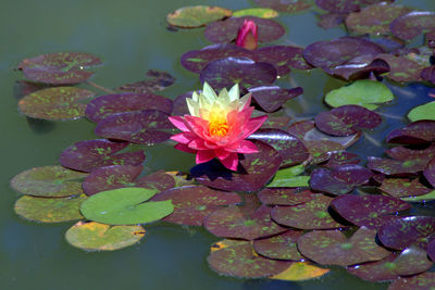 High angle view of lotus water lily in pond