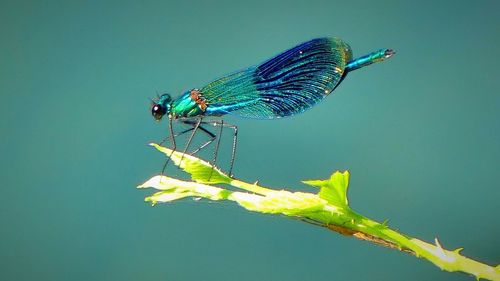 Close-up of damselfly on green leaf