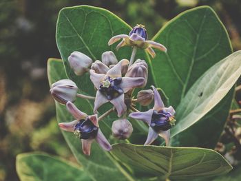 Close-up of purple flowering plant