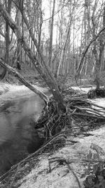 Bare trees in forest