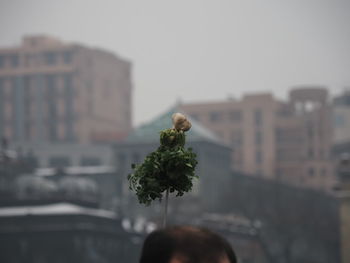 Close-up of flowering plant against buildings in city