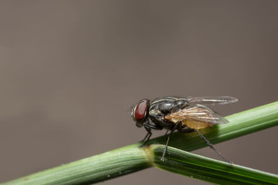 Close-up of housefly on plant stem