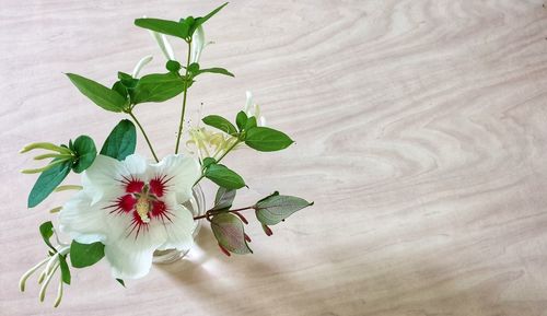 High angle view of flowering plant on table