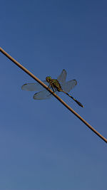 Low angle view of dragonfly against clear blue sky