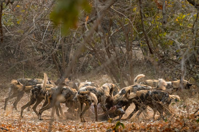 Flock of sheep in a forest