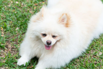 High angle view of white dog on field