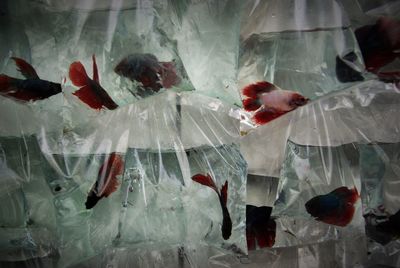 Fish swimming in plastic bags in store