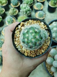 Close-up of hand holding succulent plant