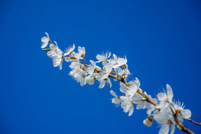 Low angle view of cherry blossoms against clear blue sky