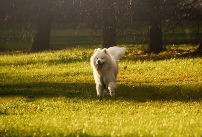 White dog running on field