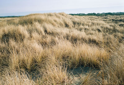 Dry grass on field against sky