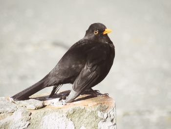 Close-up of bird perching outdoors