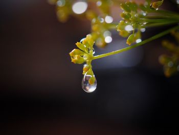 Close-up of water drop on twig