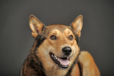 Close-up portrait of a dog